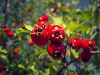 Rosa Canina (Dog Rose)