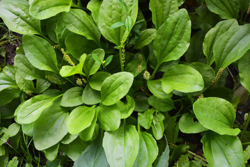 Green glade from the leaves of plantains and their seeds, fleaworts, plantago.
