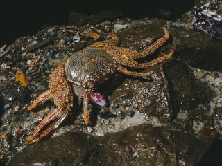 crab