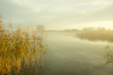 Reeds and thick fog on the lake
