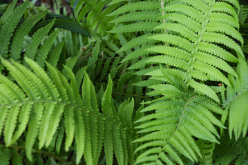 Bright and colorful green long fern leaves with an original structure and flowers, vascular plants, disambiguation.