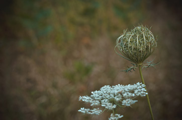 Bud with flowers and Inflorescence with seeds of wild carrots (Daucus carota). Shooting at eye...