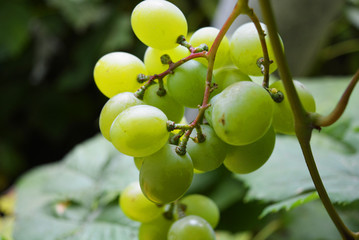 Green bunch of green grapes with large berries hanging on a crown, healthy food and fruits.