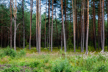 Early morning with sunrise in pine forest