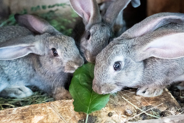Naklejka na ściany i meble Rabbits in the cage eat grass. Pet food