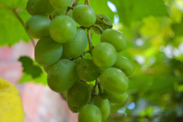 Green bunch of green grapes with large berries hanging on a crown, healthy food and fruits.