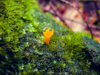 Calocera viscosa