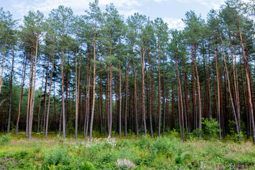Early morning with sunrise in pine forest