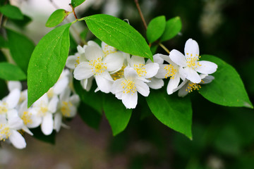 jasmine flowers close up, garden flowers