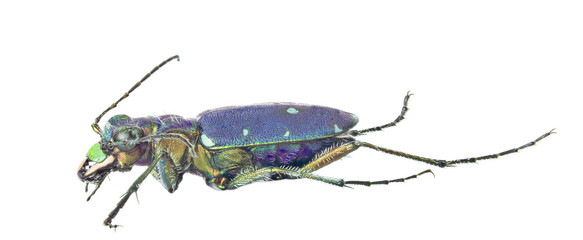 forest bright blue tiger beetle isolated on white
