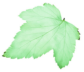 light green black current leaf skeleton on white