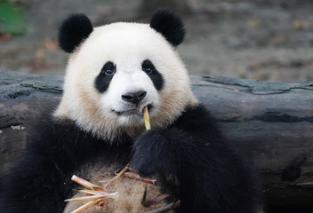 Giant panda eating bamboo,Wild Animals.