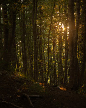 Waldstimmung Sonnenschein Abends mit Schatten und Lichtschein © Salvisberg