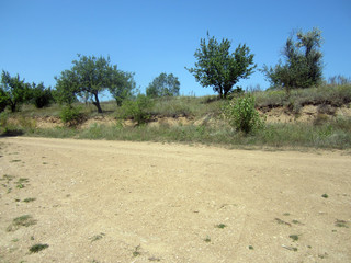 tree on the beach