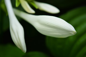 Beautiful and chic white hosta flowers with large exotic leaves and inflorescences. Green perennial herbaceous plant of the family Asparagus, hostas, plantain lilies, giboshi.