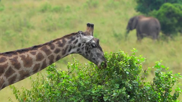 Giraffe eating leaves at savanna