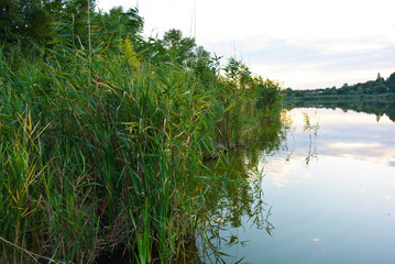 Small natural Lake Pishchevoye with green hills, unusual trees, reeds and vegetation in the area of the residential area of the North and the Samara River, the city of Dnipro, Ukraine.