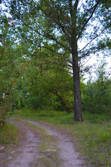 Beautiful natural nature, deciduous forest, forest belt with trees, different plants, wild grass and weeds in the evening.