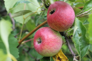 Organic apples hanging from a tree branch in an apple orchard