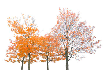 group of four orange autumn maple trees isoalted on white