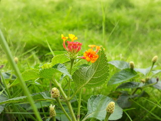 Cyme of red flowers in the grass
