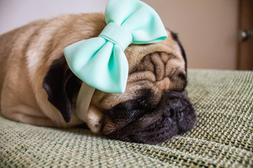  sleeping pug with a bow