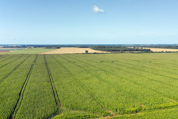Fototapeta na wymiar Green and perfect corn field.