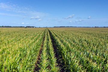 Fototapeta na wymiar Green and perfect corn field.