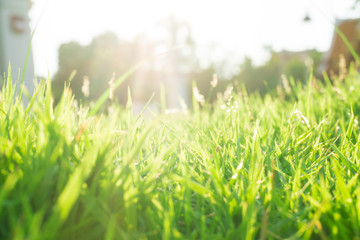 Sunset light on green foliage grass in public park