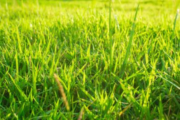 Sunset light on green foliage grass in public park