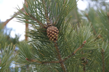 pine cone on a branch