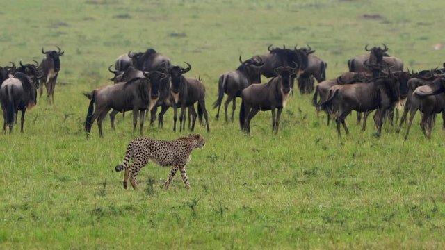 Cheetah Hunting at Masai Mara