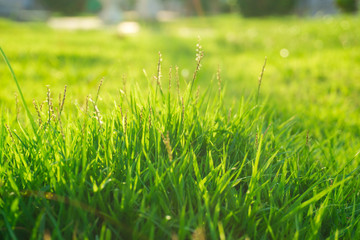 Fototapeta premium Sunset light on green foliage grass in public park