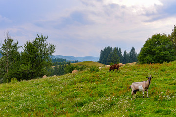 Sheep and goats grazing in the mountains