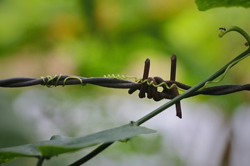 dragonfly on barbed wire