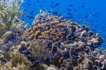 Caribbean coral garden