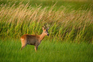Roe deer buck on a field