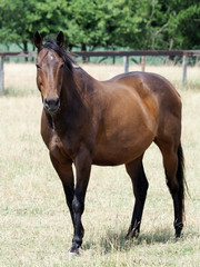 Retired Racehorse in Paddock