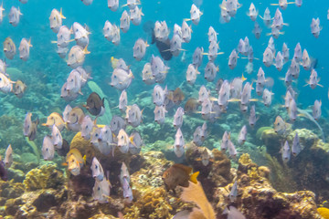 Caribbean coral garden, blue tang