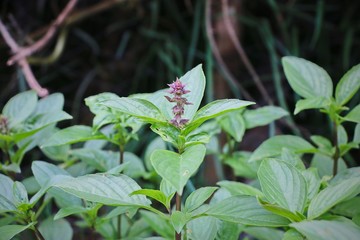 Obraz premium Basil leaf in garden. 