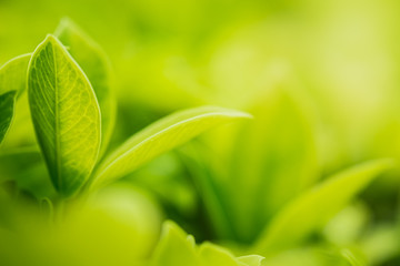 Closeup beautiful view of nature green leaves on blurred greenery tree background with sunlight in public garden park. It is landscape ecology and copy space for wallpaper and backdrop.