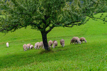 Fototapeta premium Sheep and goats grazing in the mountains