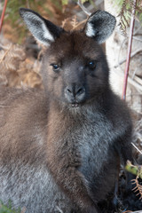 Kangaroo on Kangaroo Island, Australia