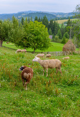 Sheep and goats grazing in the mountains