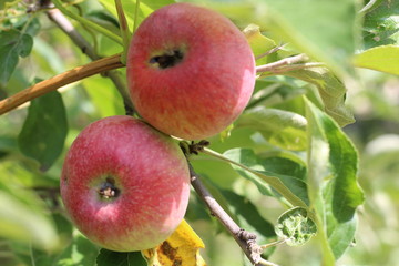 Organic apples hanging from a tree branch in an apple orchard
