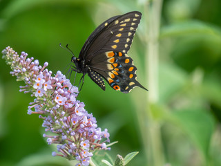 Black swallowtail butterfly in summer