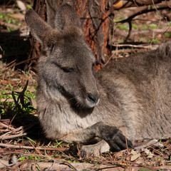 Naklejka na ściany i meble australian kangaroo resting in sun