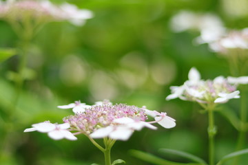 FLORES BLANCAS Y ALTAS EN MEDIO DEL JARDÍN, BOKEH, SOFT LOOK, VINTAGE, floración, blanco, macro, flor, naturaleza