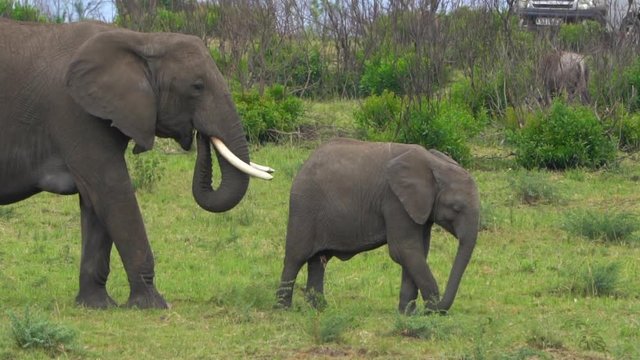 Elephant in the savannah, Kenya