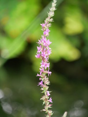 Obraz premium purple flowers in the garden
